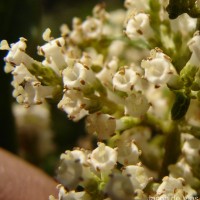 Wendlandia bicuspidata Wight & Arn.